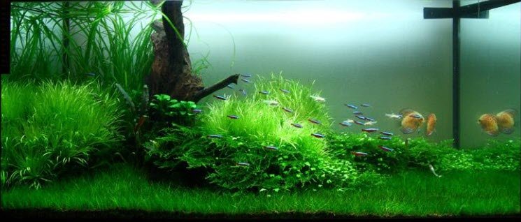 Cung cấp và thi công cỏ nhân tạo tại Bình Phước